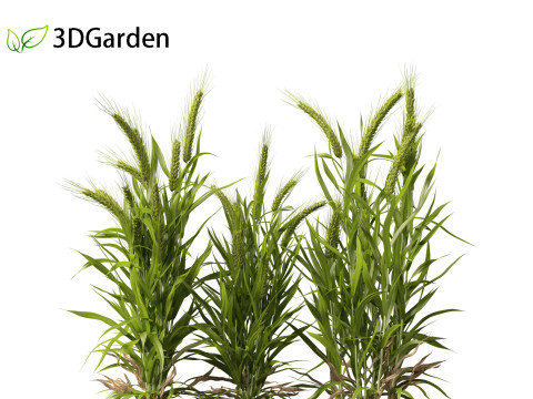 Triticum - Common wheat Modello 3D