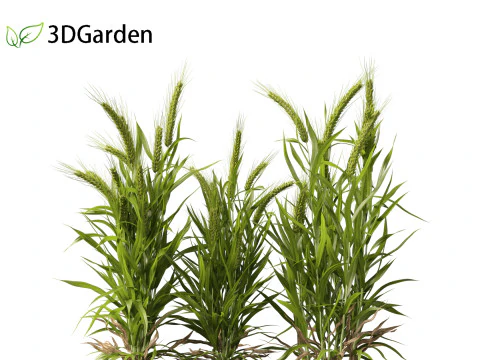 Triticum - Common wheat 3D Model