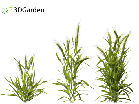 Triticum - Common wheat Modello 3D