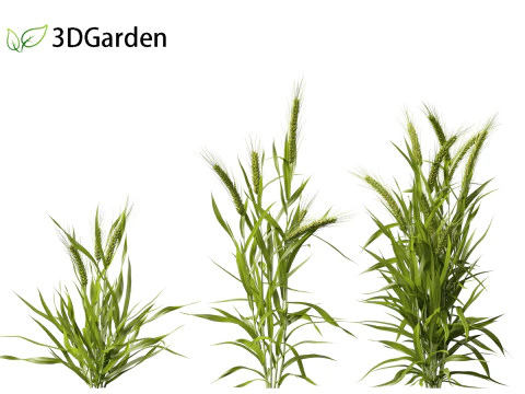 Triticum - Common wheat 3D Model