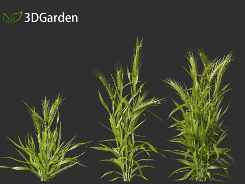 Triticum - Common wheat Modello 3D