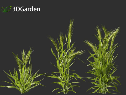 Triticum - Common wheat 3D Model