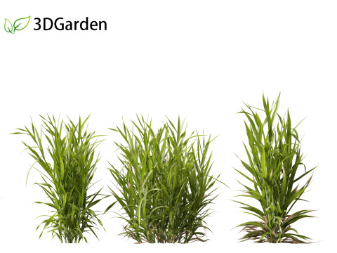 Triticum - Common wheat Modello 3D