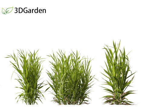 Triticum - Common wheat 3D Model