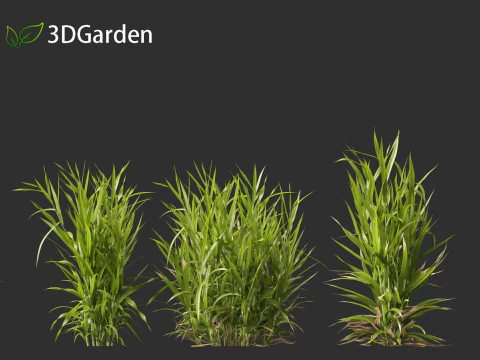 Triticum - Common wheat 3D Model