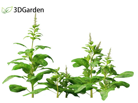 Spinacia oleracea - Maize 3D Model