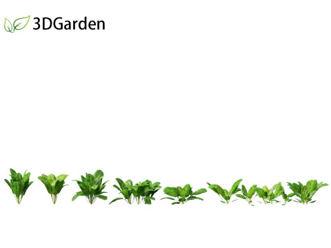 Spinacia oleracea - Maize 3D Model