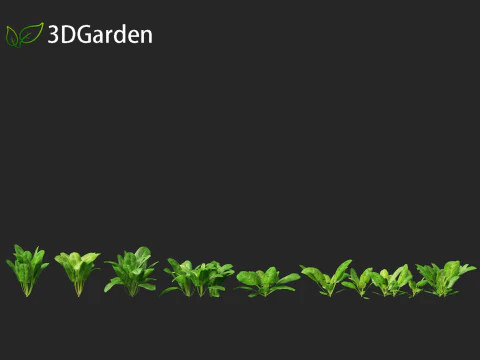 Spinacia oleracea - Maize 3D Model