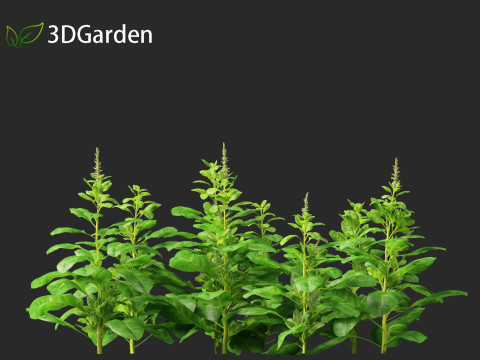 Spinacia oleracea - Maize 3D-Modell