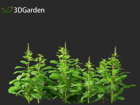 Spinacia oleracea - Maize 3D Model