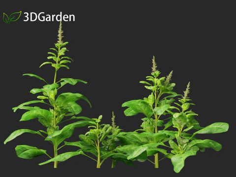 Spinacia oleracea - Maize 3D Model