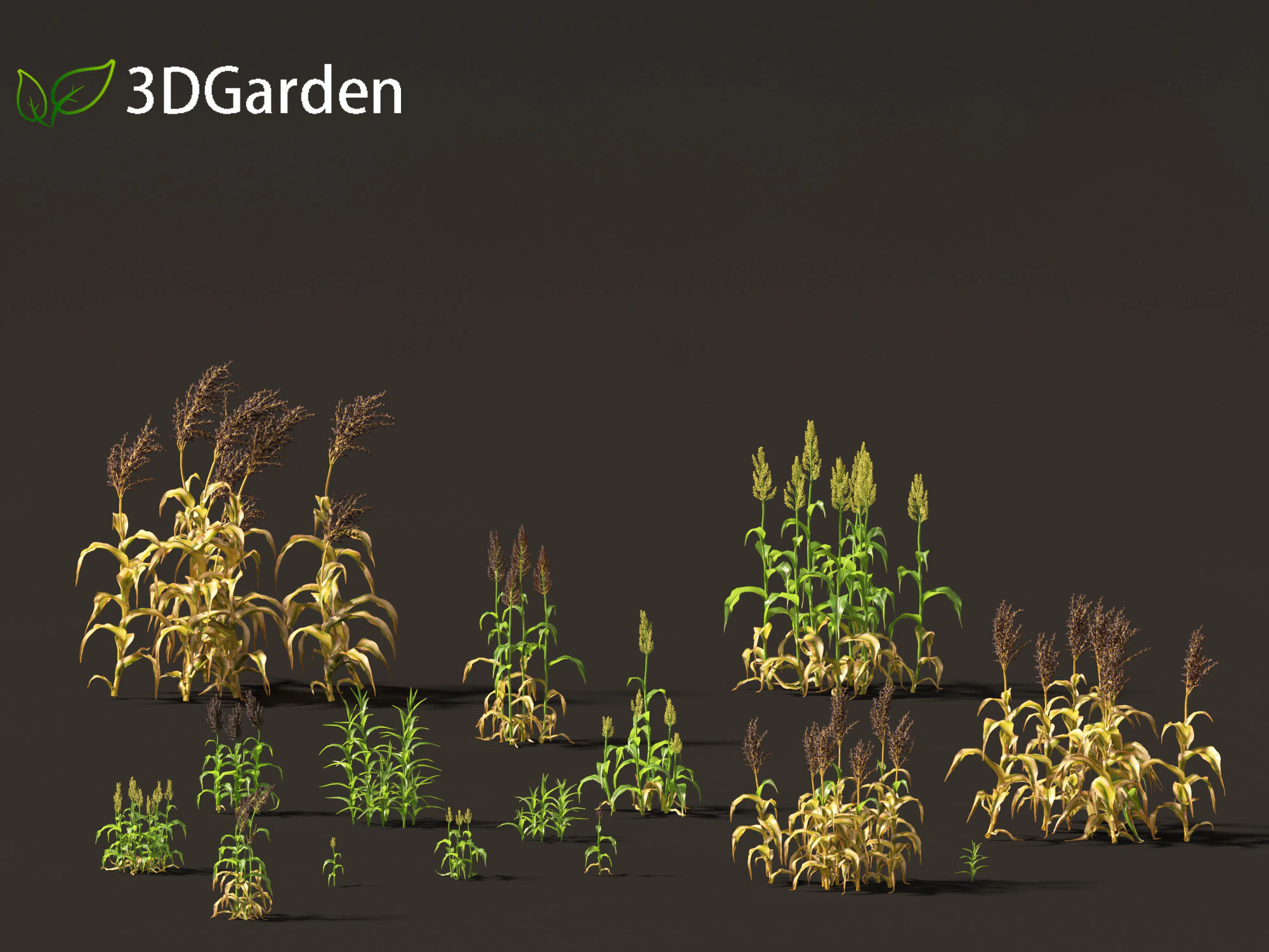 Sorgo bicolor - ótimo milheto Modelo 3D .c4d .max .obj .3ds .fbx .stl .blend