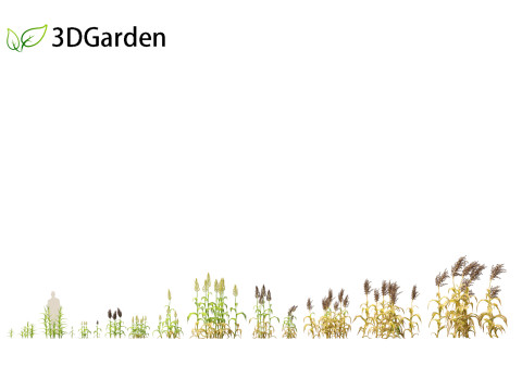Sorghum bicolor -great millet Modello 3D