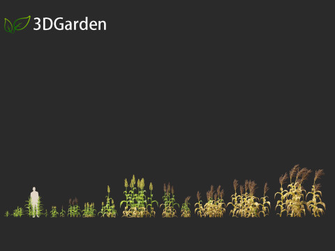 Sorghum bicolor -great millet Modello 3D