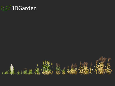 Sorgo bicolor - &oacute;timo milheto Modelo 3D