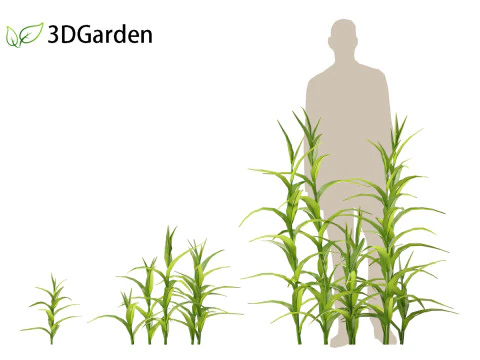 Sorgo bicolor - &oacute;timo milheto Modelo 3D