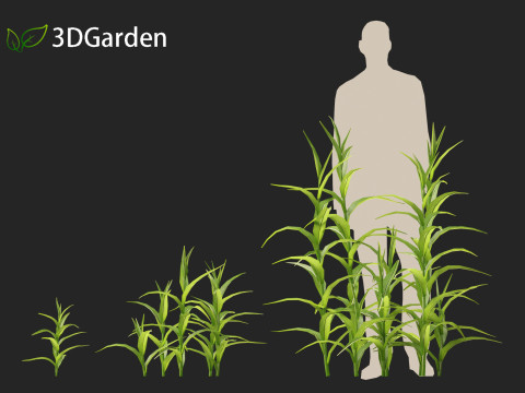 Sorghum bicolor -great millet Modello 3D