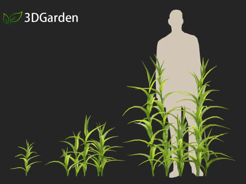 Sorgo bicolor - &oacute;timo milheto Modelo 3D
