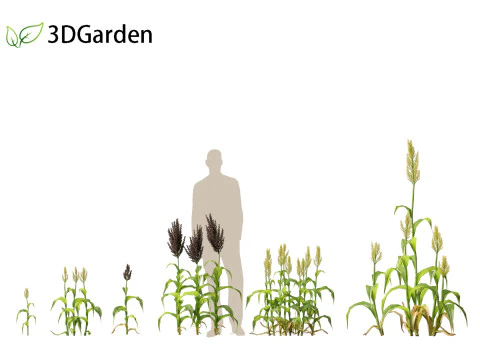 Sorgo bicolor - &oacute;timo milheto Modelo 3D
