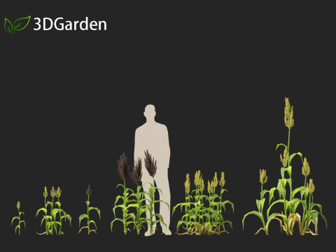 Sorghum bicolor -great millet Modello 3D