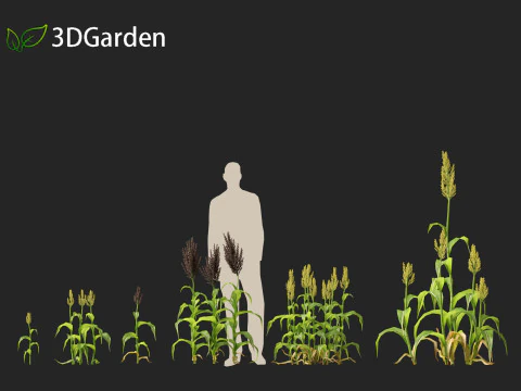 Sorgo bicolor - &oacute;timo milheto Modelo 3D