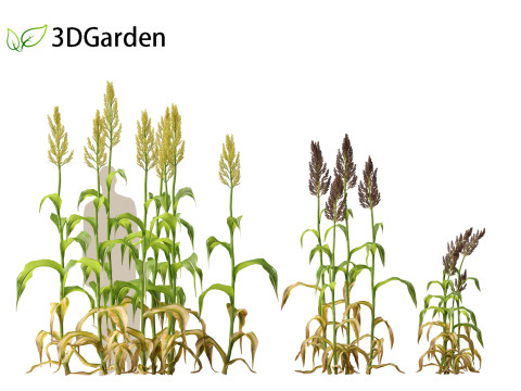 Sorghum bicolor -great millet Modello 3D