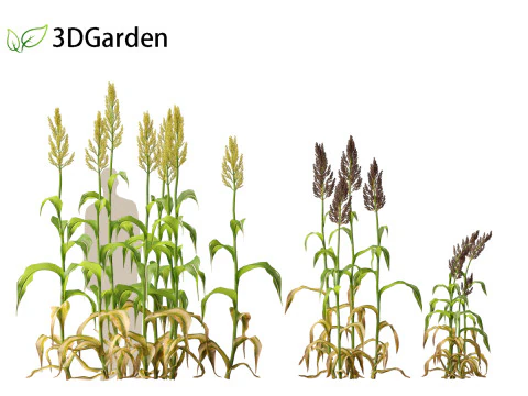 Sorgo bicolor - &oacute;timo milheto Modelo 3D