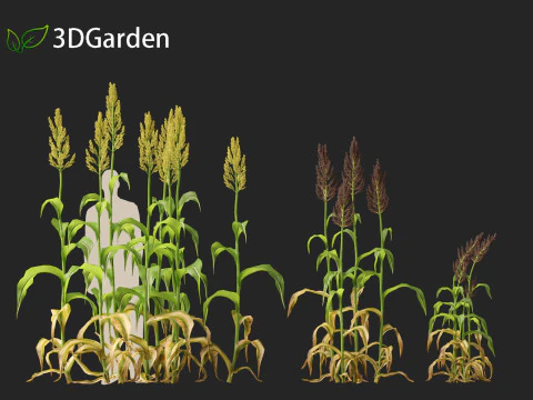 Sorgo bicolor - &oacute;timo milheto Modelo 3D