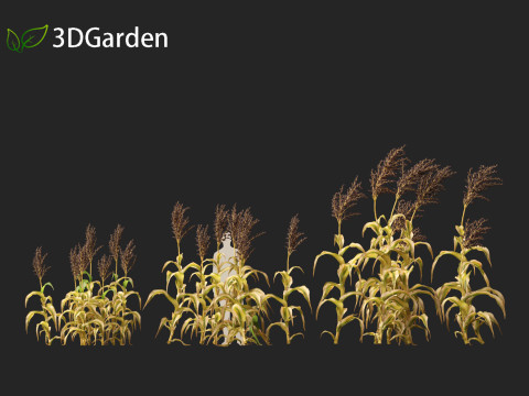 Sorghum bicolor -great millet Modello 3D