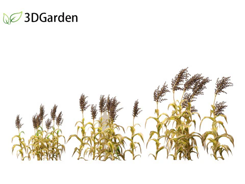 Sorgo bicolor - &oacute;timo milheto Modelo 3D