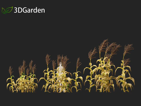 Sorgo bicolor - &oacute;timo milheto Modelo 3D
