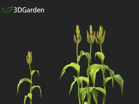 Sorgo bicolor - &oacute;timo milheto Modelo 3D