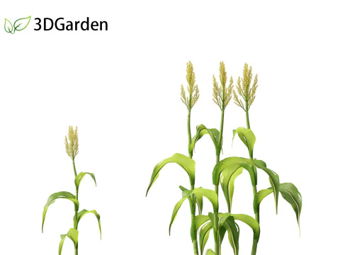 Sorgo bicolor - &oacute;timo milheto Modelo 3D