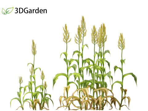 Sorghum bicolor -great millet Modello 3D