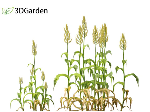 Sorgo bicolor - &oacute;timo milheto Modelo 3D