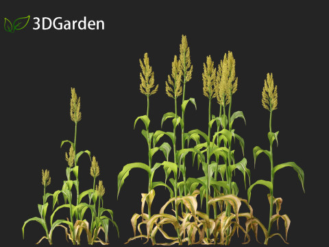 Sorghum bicolor -great millet Modello 3D