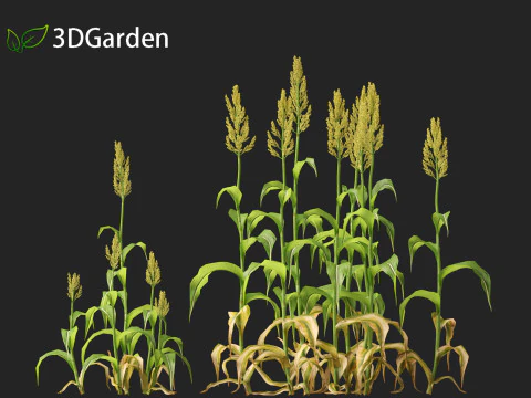 Sorgo bicolor - &oacute;timo milheto Modelo 3D