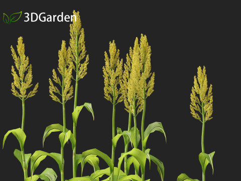 Sorghum bicolor -great millet Modello 3D