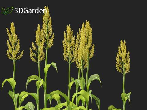 Sorgo bicolor - &oacute;timo milheto Modelo 3D