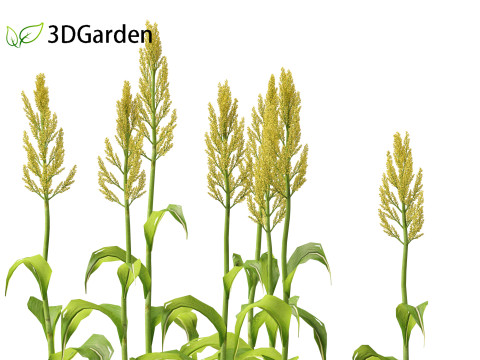 Sorghum bicolor -great millet Modello 3D