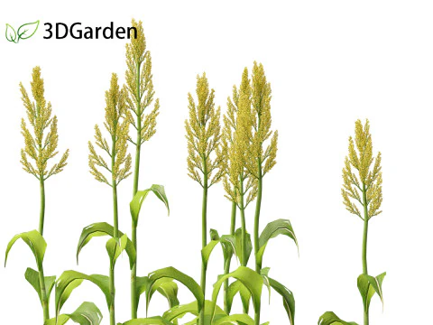 Sorgo bicolor - &oacute;timo milheto Modelo 3D