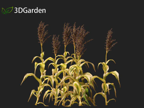 Sorgo bicolor - &oacute;timo milheto Modelo 3D