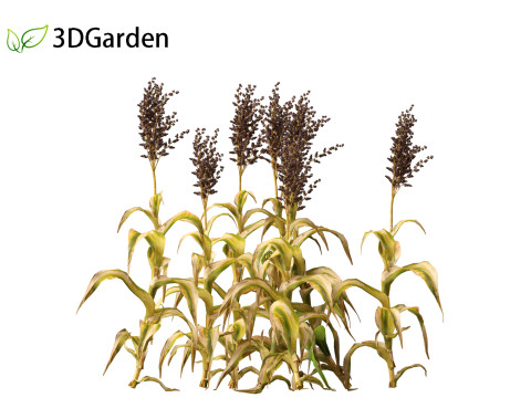 Sorghum bicolor -great millet Modello 3D