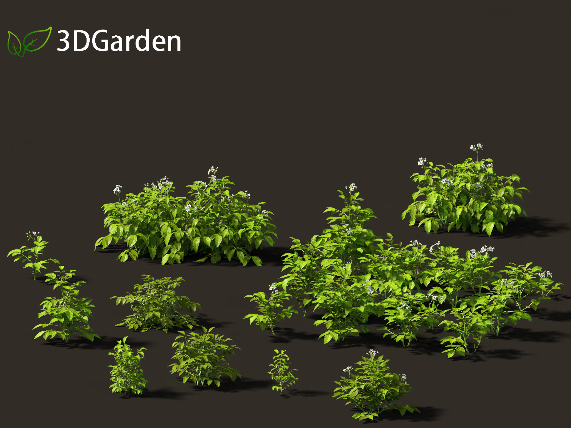 Solanum tuberosum - Potato 3D Model .c4d .max .obj .3ds .fbx .stl .blend 