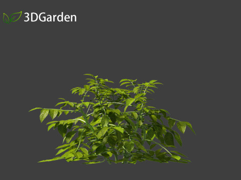 Solanum tuberosum - Potato 3D 模型