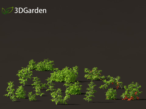 Solanum lycopersicum - Tomato 3D 모델