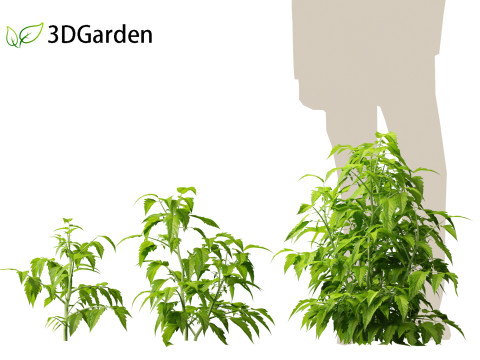 Solanum lycopersicum - Tomato Model 3D