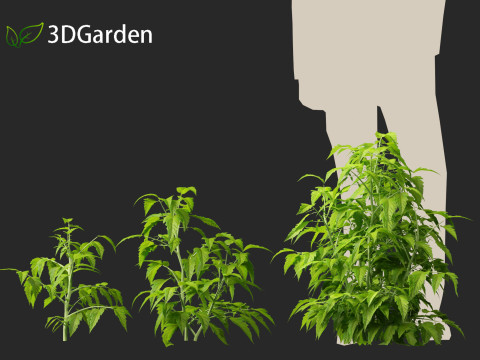 Solanum lycopersicum - Tomato Model 3D