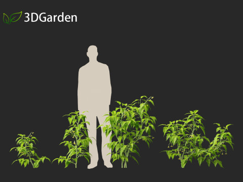 Solanum lycopersicum - Tomato Model 3D