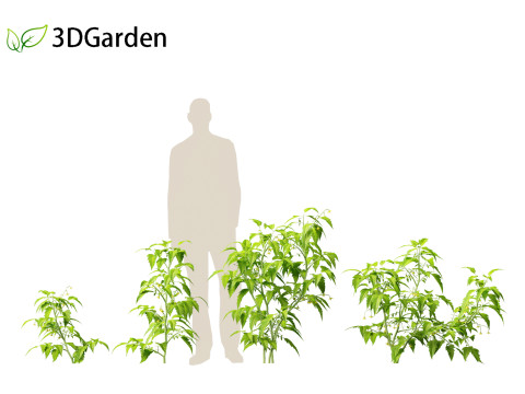 Solanum lycopersicum - Tomato Model 3D